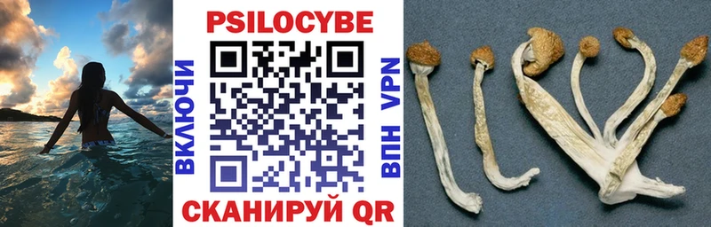 Псилоцибиновые грибы Magic Shrooms  Купить где  Бологое 